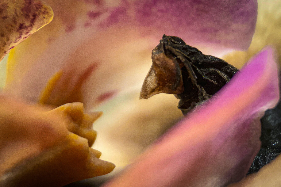 Phalenopsis-Old Age "Listening Copy